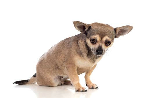 Funny looking but adorable Chihuahua on Adopt a Less Adoptable Pet Week