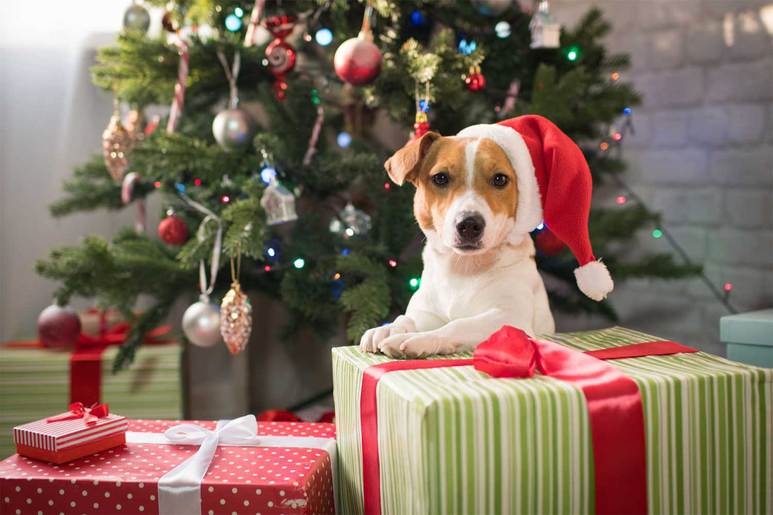 🐾 A Dog’s Christmas Wish List: What Our Pups Really Want This Year