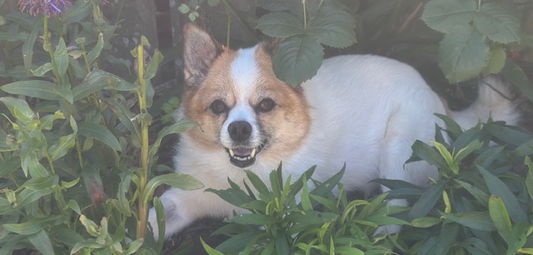 white dog, staying cool in bushes