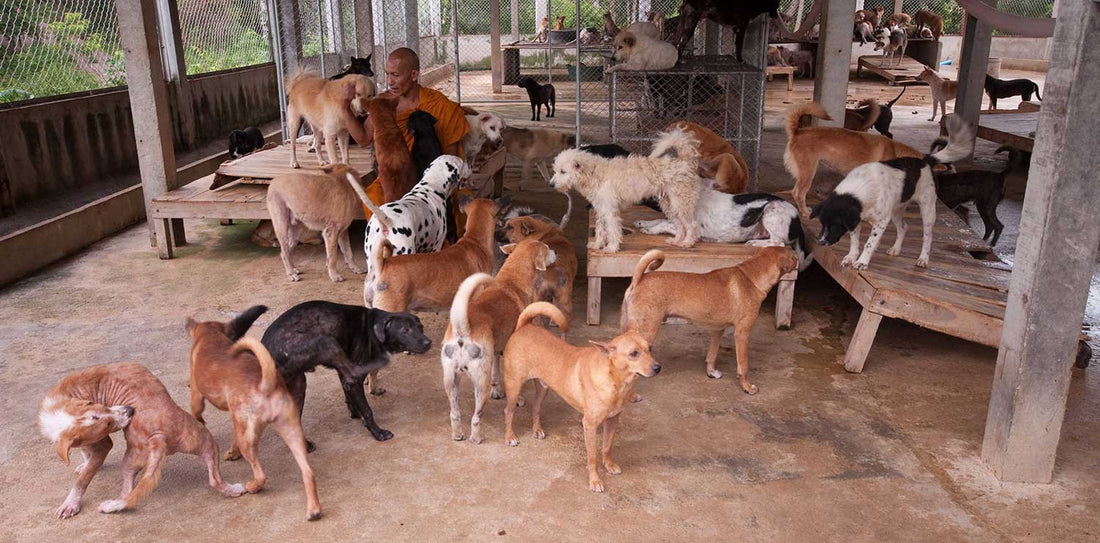 International Homeless Animals’ Day: 7 Ways to Help Rescue Dogs