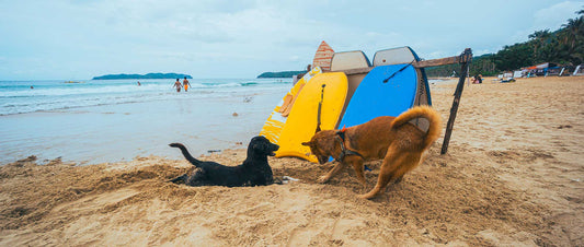 Two dogs playing on a beach during a summer holiday, perfect for travelling with your dog in the UK