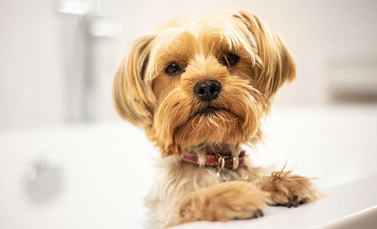 Choosing The Best Natural Dog Shampoo