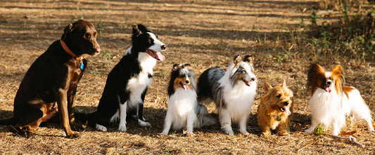 Six clean dogs sitting outdoors with shiny coats after bathing using a gentle vegan dog shampoo