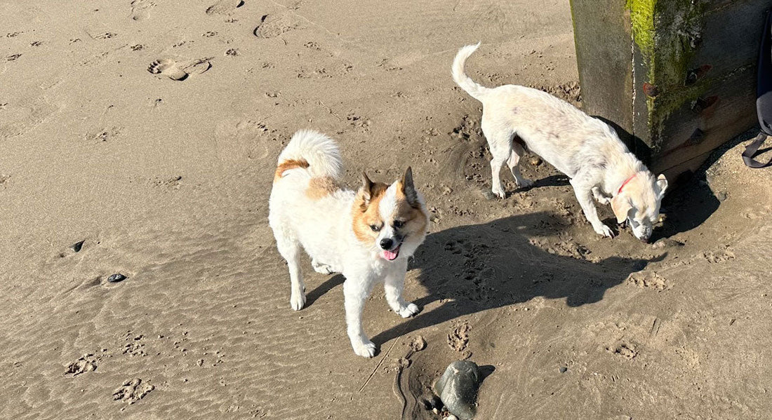 Scrappy at the beach, with Nip-Her